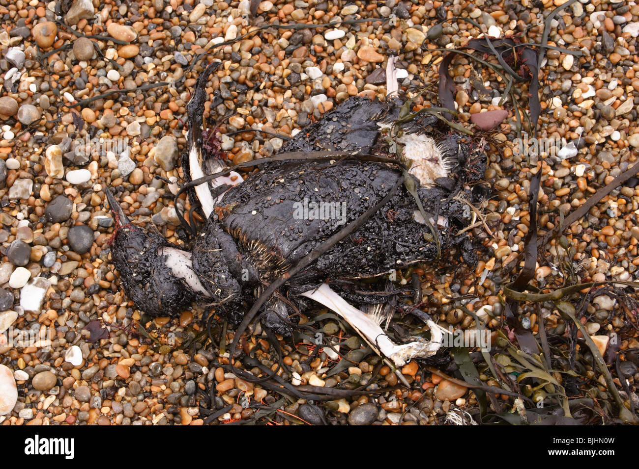 Guillemot Uria Aalge geölt. Gespült, Chesil beach Dorset. Januar. Stockfoto