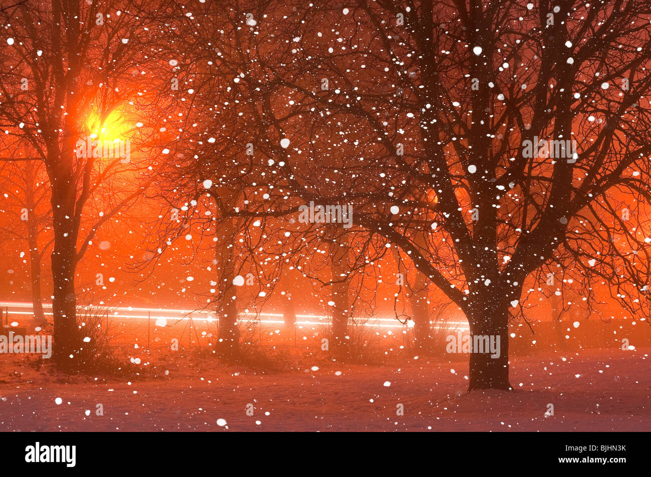 Winternebel mit Bäumen in der Nacht, Biggin Hill, Kent, England, UK, Europa Stockfoto