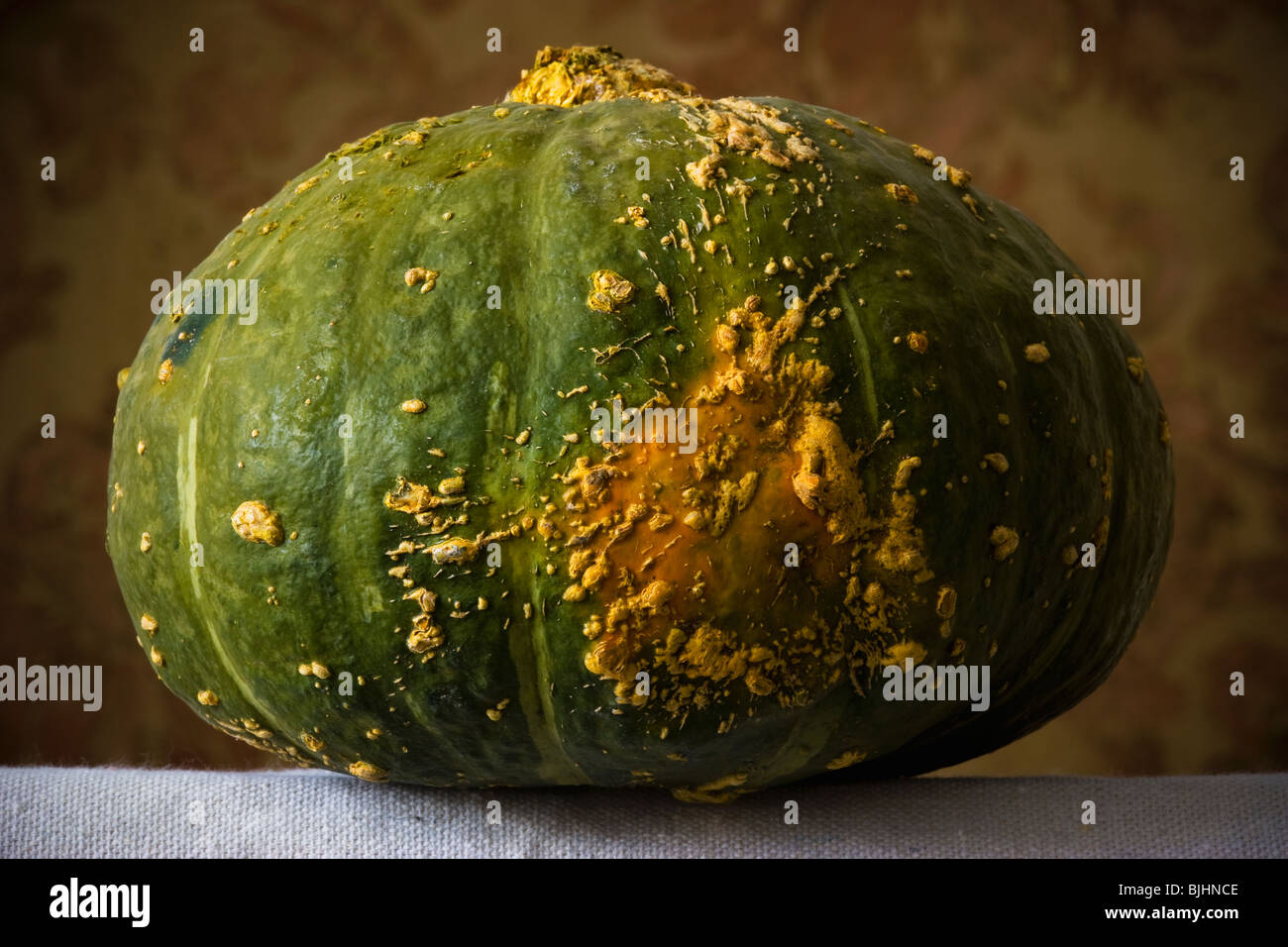 Squash Stockfoto