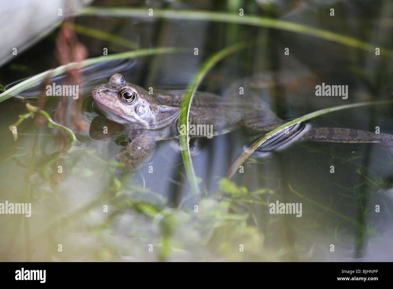 Gemeiner frosch im teich Fotos und Bildmaterial in hoher Auflösung