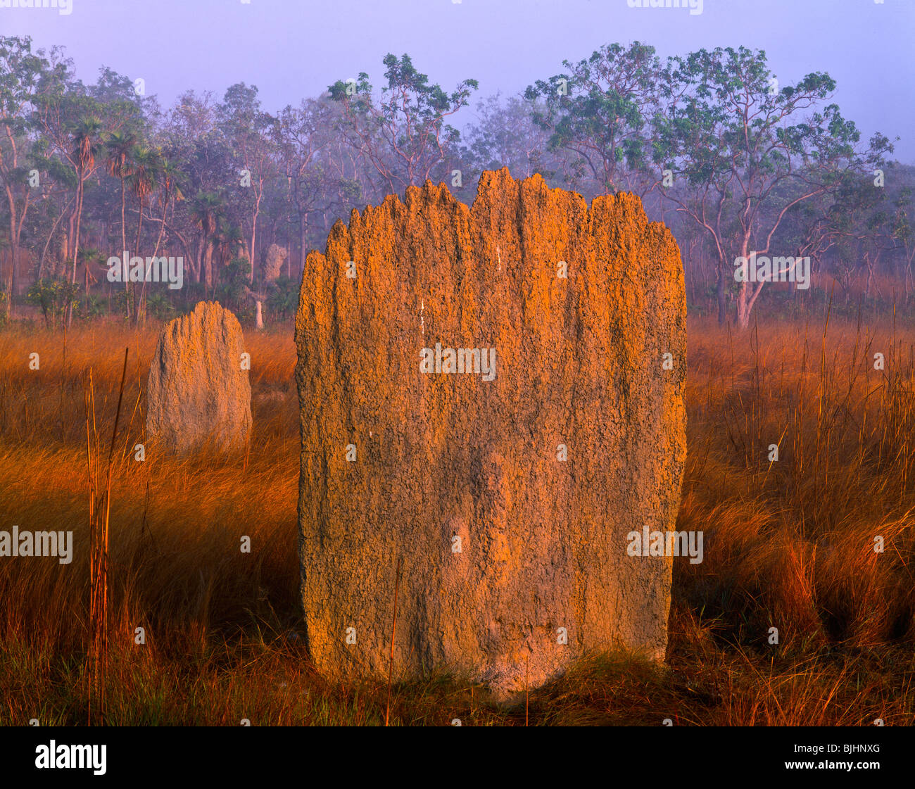Magnetische Ameisenhaufen auf Morgen Nebel, Litchfield National Park, Australien, obere Ende des Northern Territory, Ameisenhaufen, Magnetfeld Stockfoto
