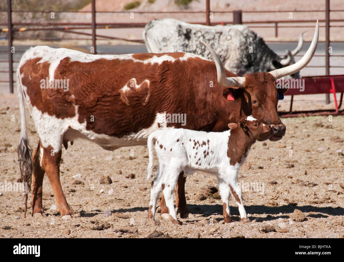 New-Mexico, Las Cruces, New Mexico Farm & Ranch Heritage Museum, Longhorn-Rinder Kuh lecken Kalb Stockfoto