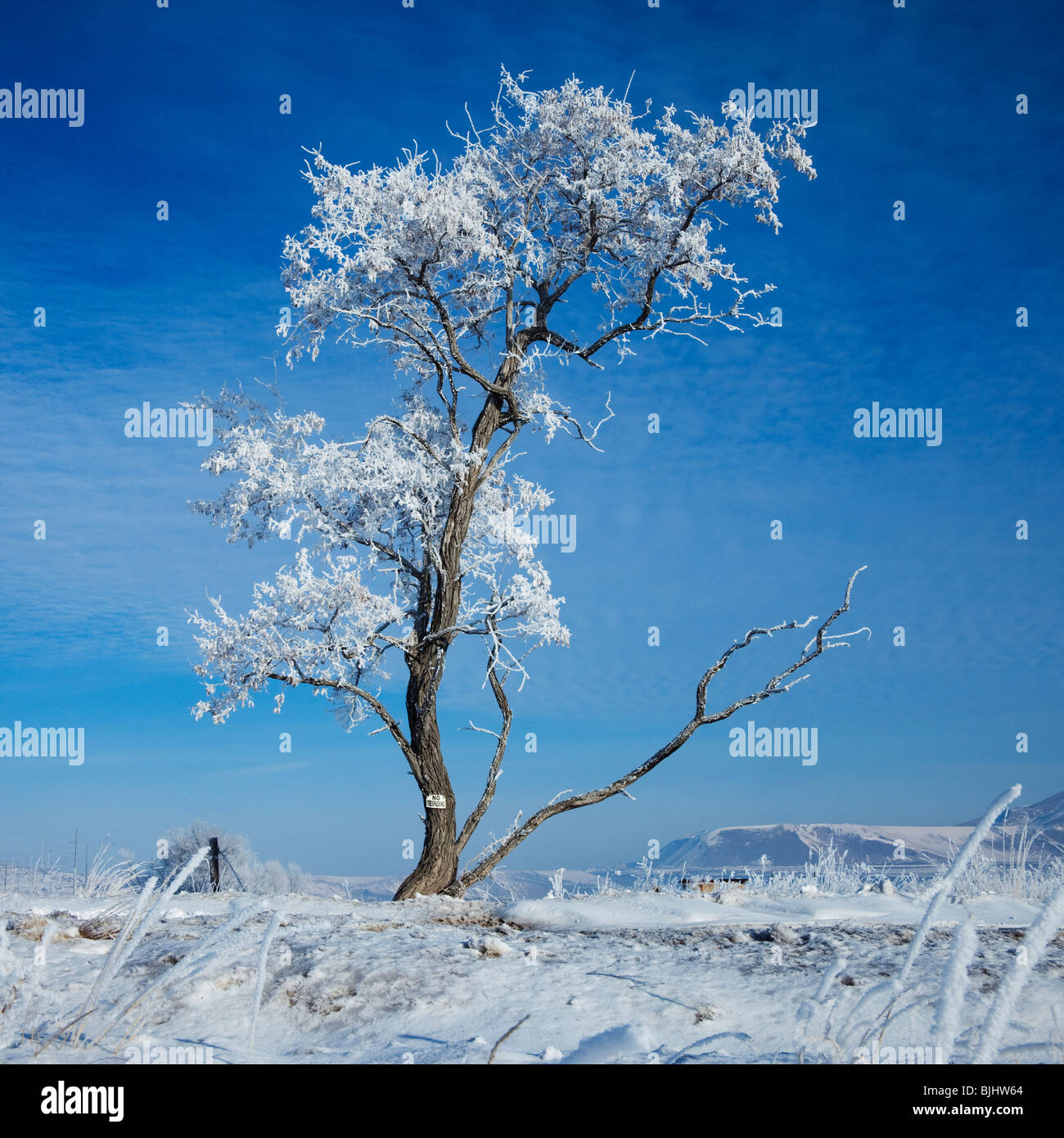 Baum im winter Stockfoto