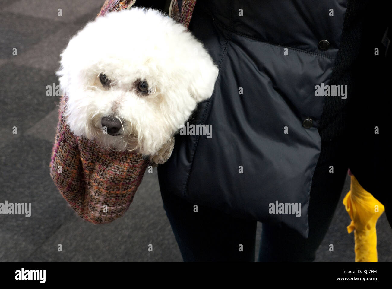 Hund in der Handtasche. Stockfoto