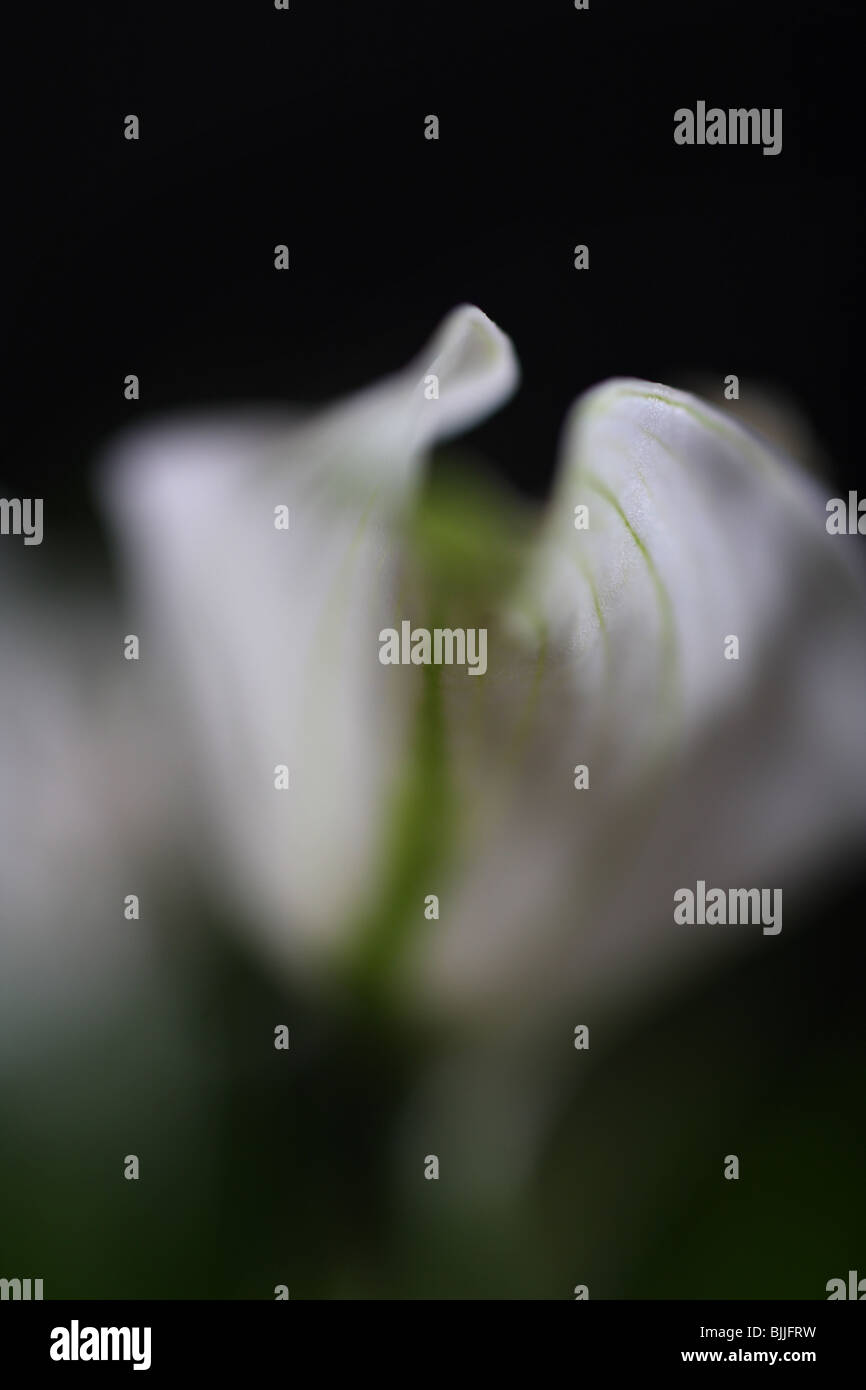 Abstrakte Frieden Lilie mit geringen Schärfentiefe, Fokus auf Blume-Tipp Stockfoto