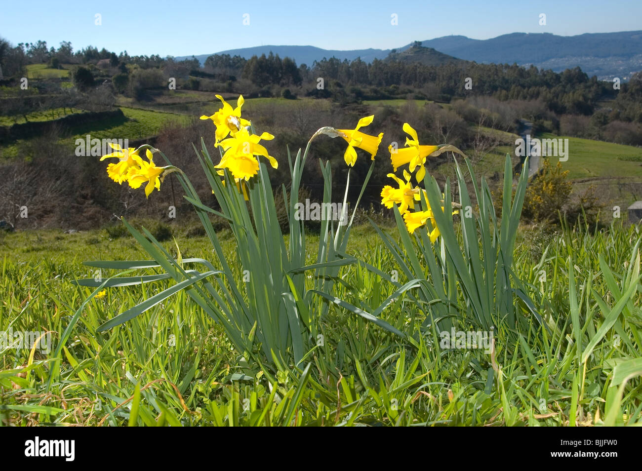 Narzisse oder Fastenzeit Lilie (Narcissus Pseudonarcissus) Stockfoto