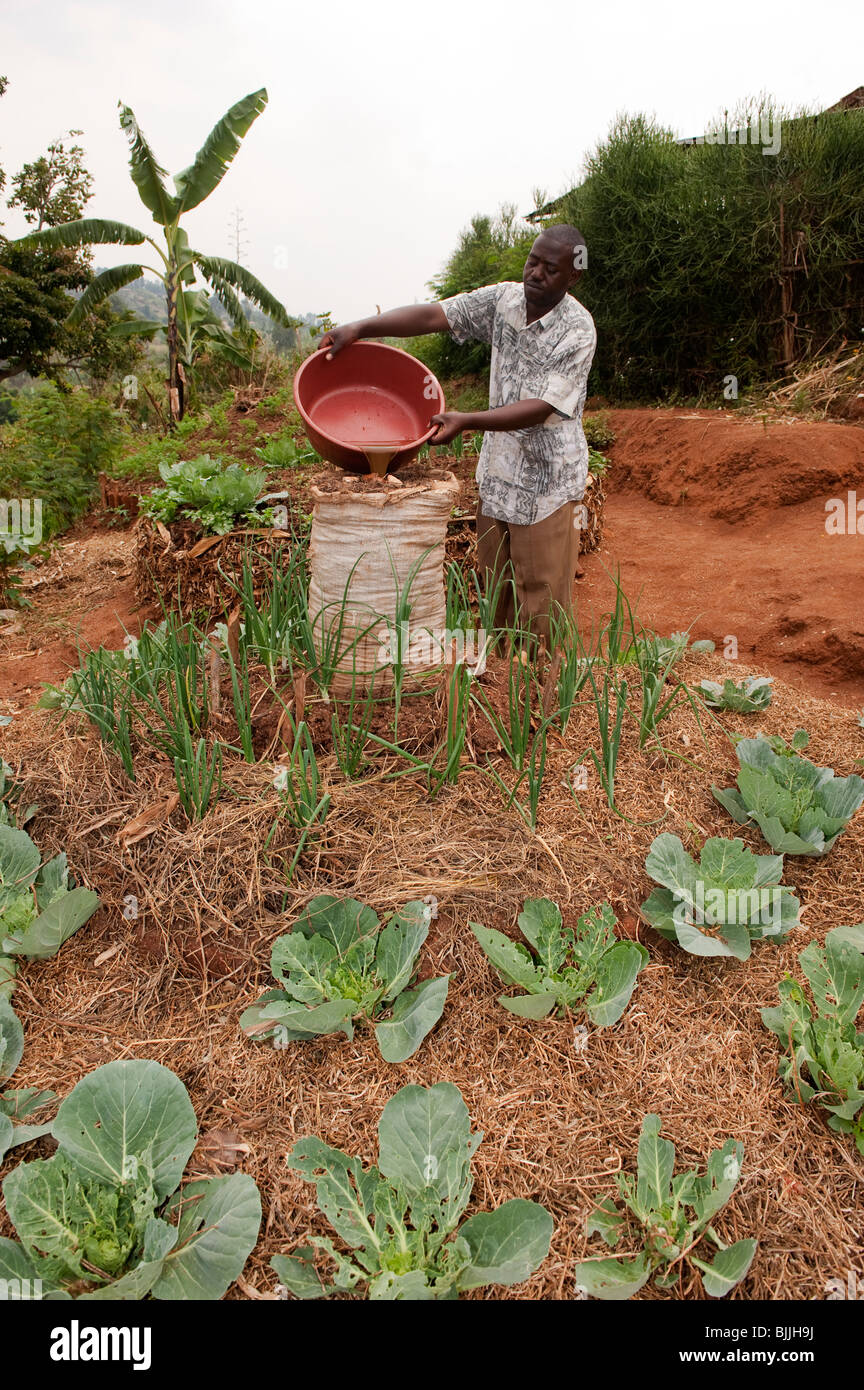 Landwirt Schlüsselloch Schmutzwasser hinzufügen Garten wachsenden Zwiebeln und Kohl. Für zusätzliche Wassereinlagerungen verwendet. Stockfoto