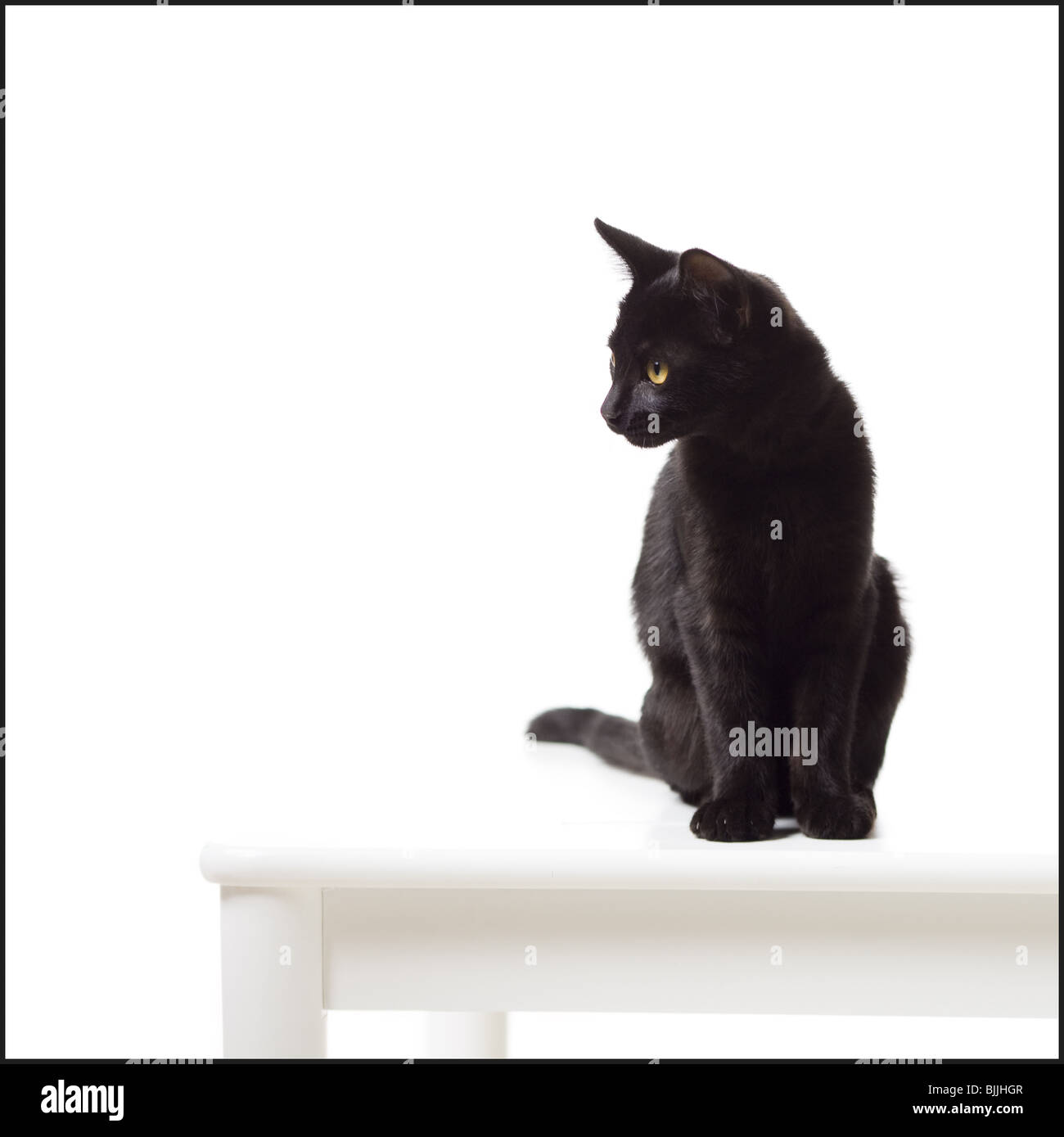 Schwarzes Kätzchen Stockfoto