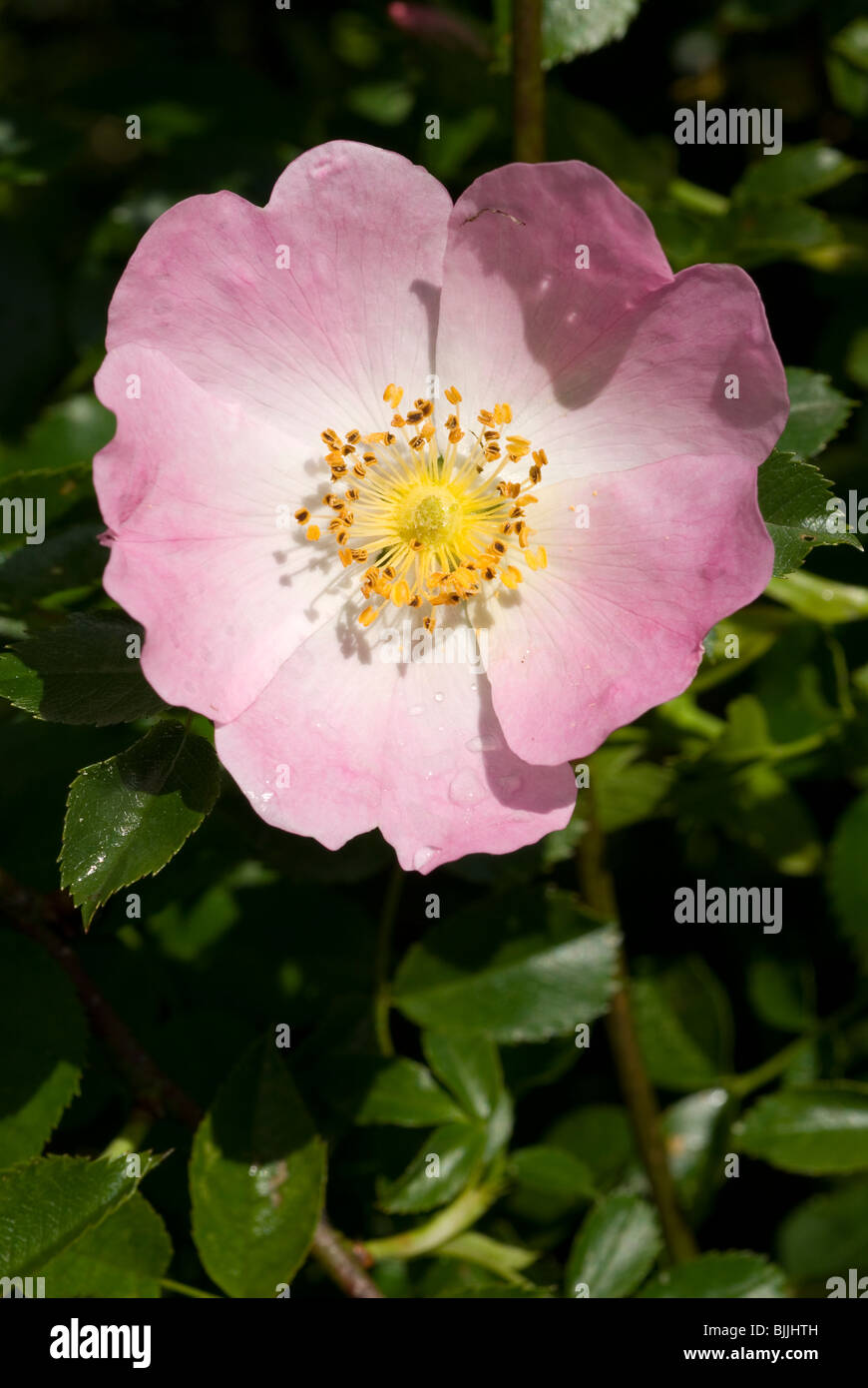 Blume der Hundsrose (Rosa Canina) Stockfoto