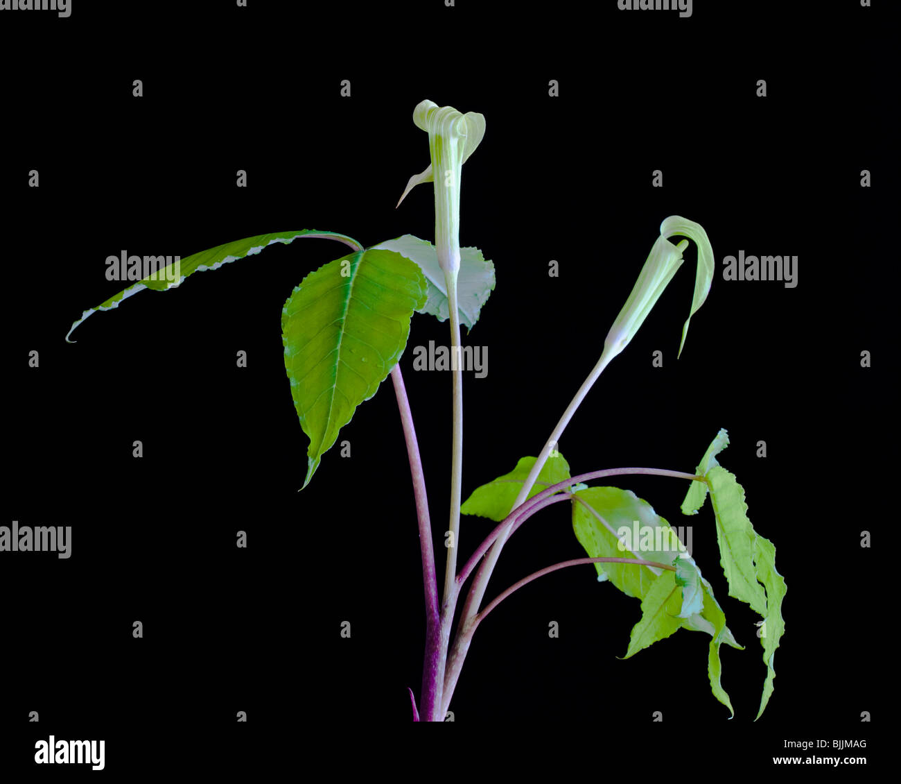 Buchse auf der Kanzel, Arisaema Triphyllum, Werner Boyce Salt Springs State Park, Florida Stockfoto