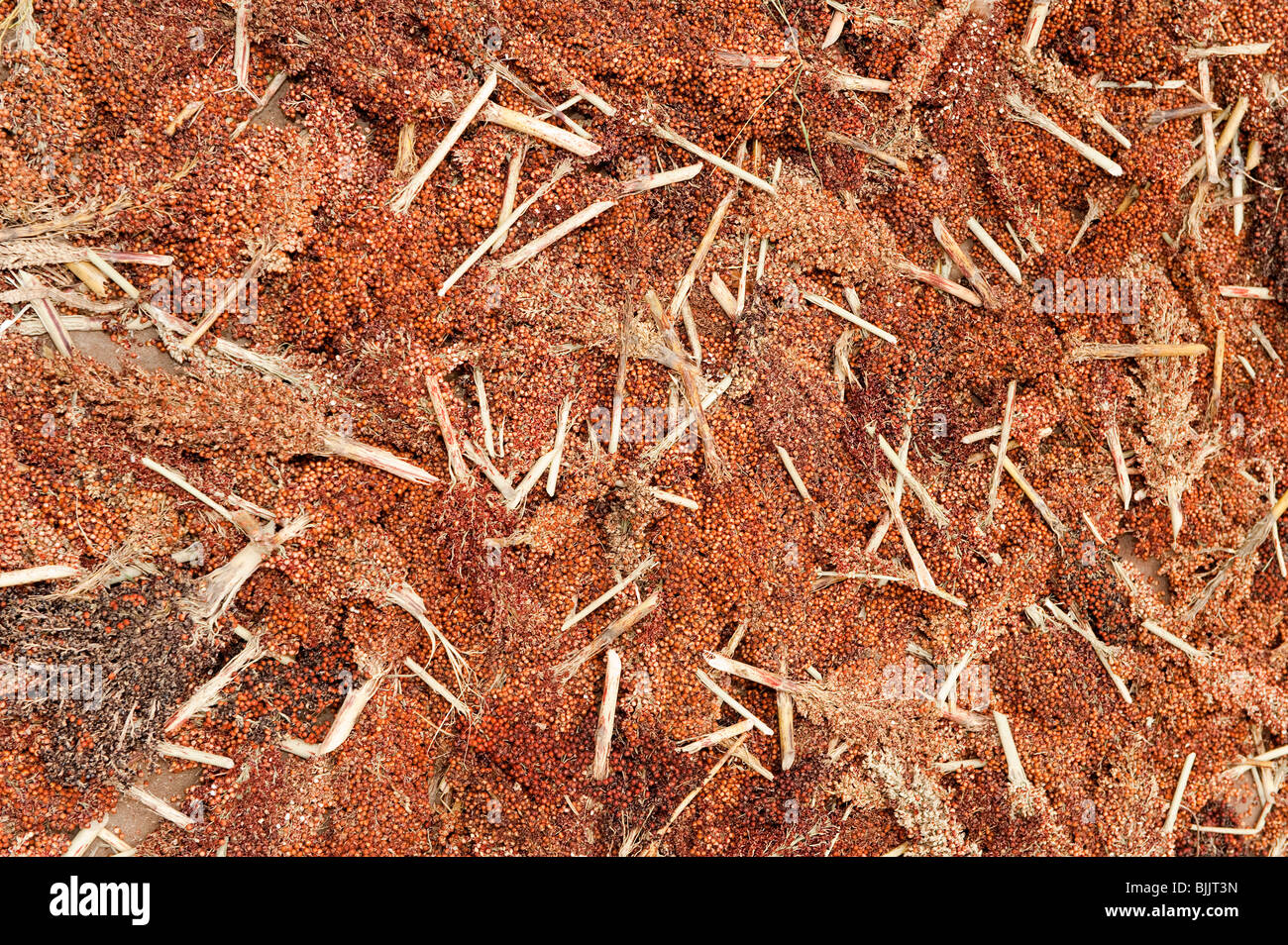 Reife Hirse Samenköpfe nach Ernte und bereit zum Dreschen. Ruanda. Stockfoto