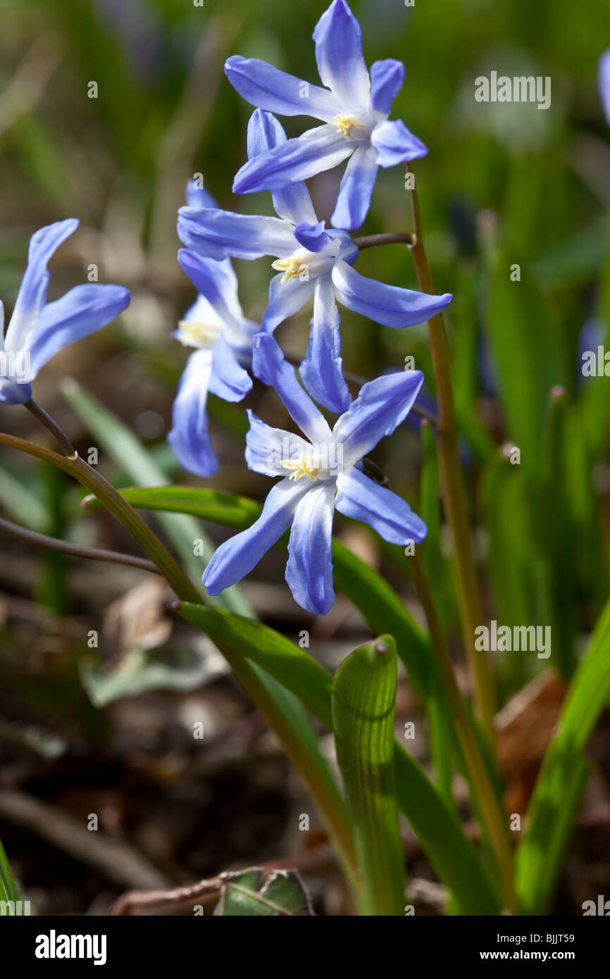Chionodoxa Lucillae (Ruhm des Schnees), hell blau blühenden Frühling Glühlampe. Charles Lupica Stockfoto