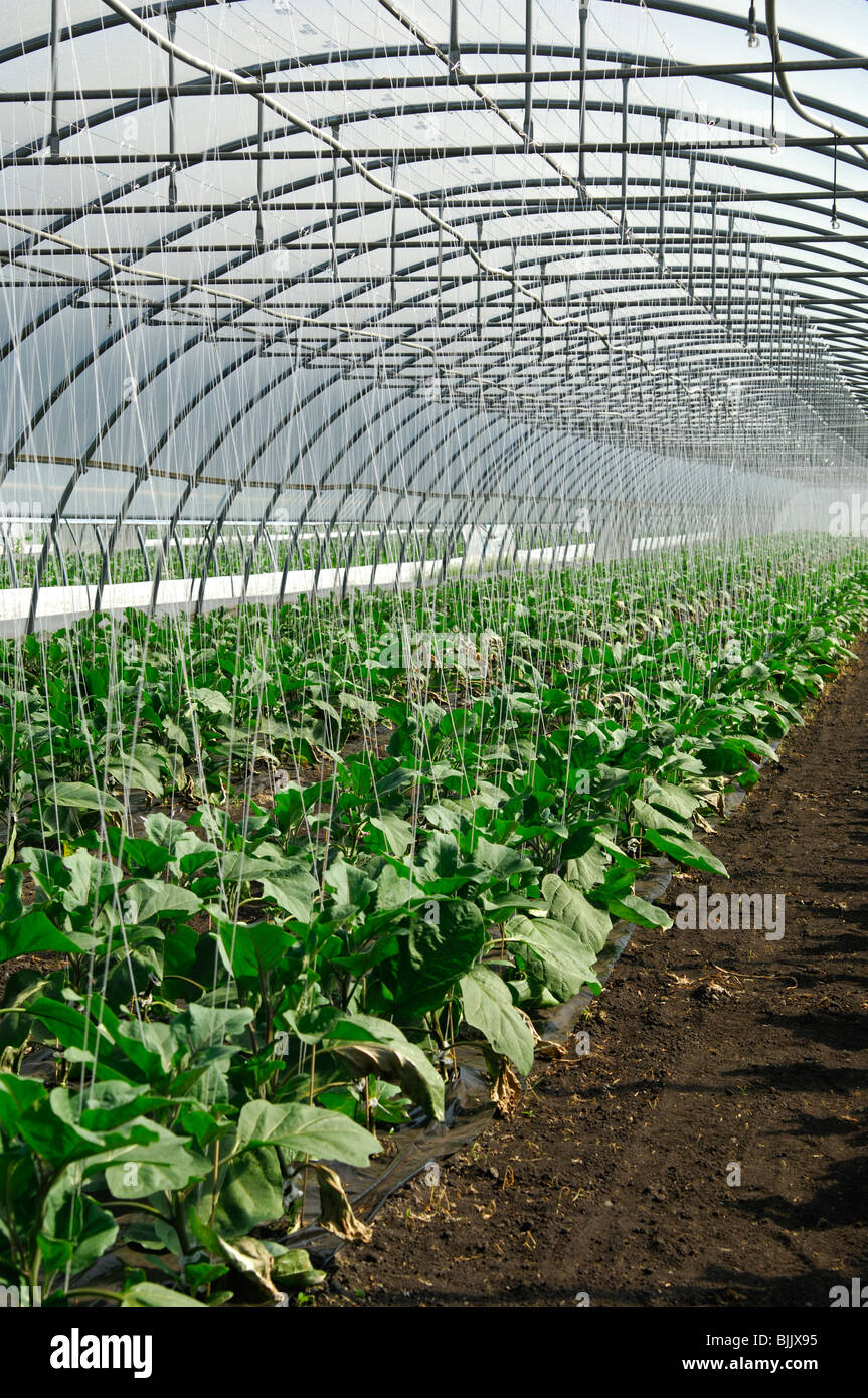 Anbau von Auberginen in einem Gewächshaus, Gemüse-Anbaugebiet der grossen  Moos, Seeland, Schweiz, Europa Stockfotografie - Alamy