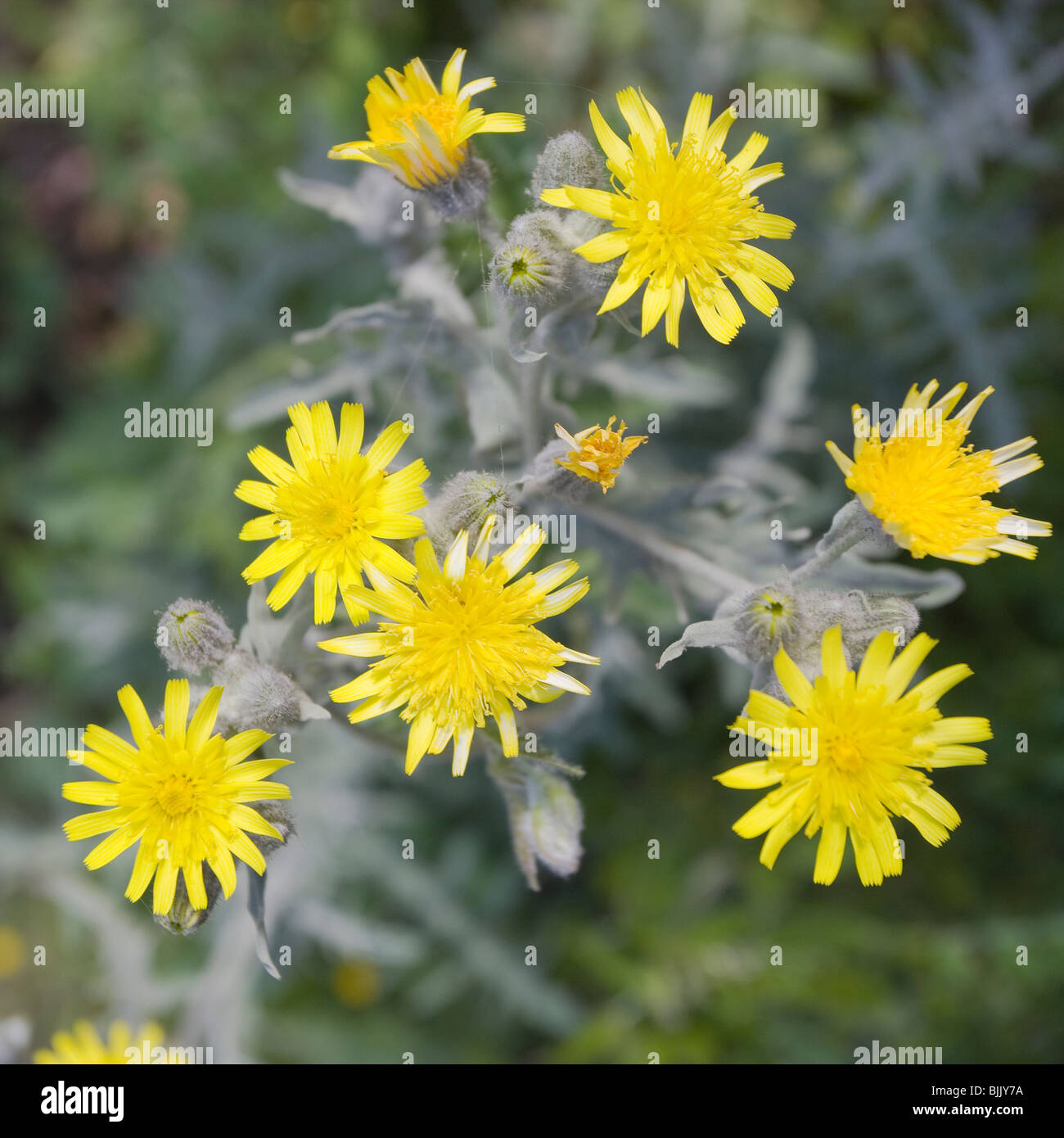 Andryala Pinnatifida in Blume auf Gran Canaria Stockfoto