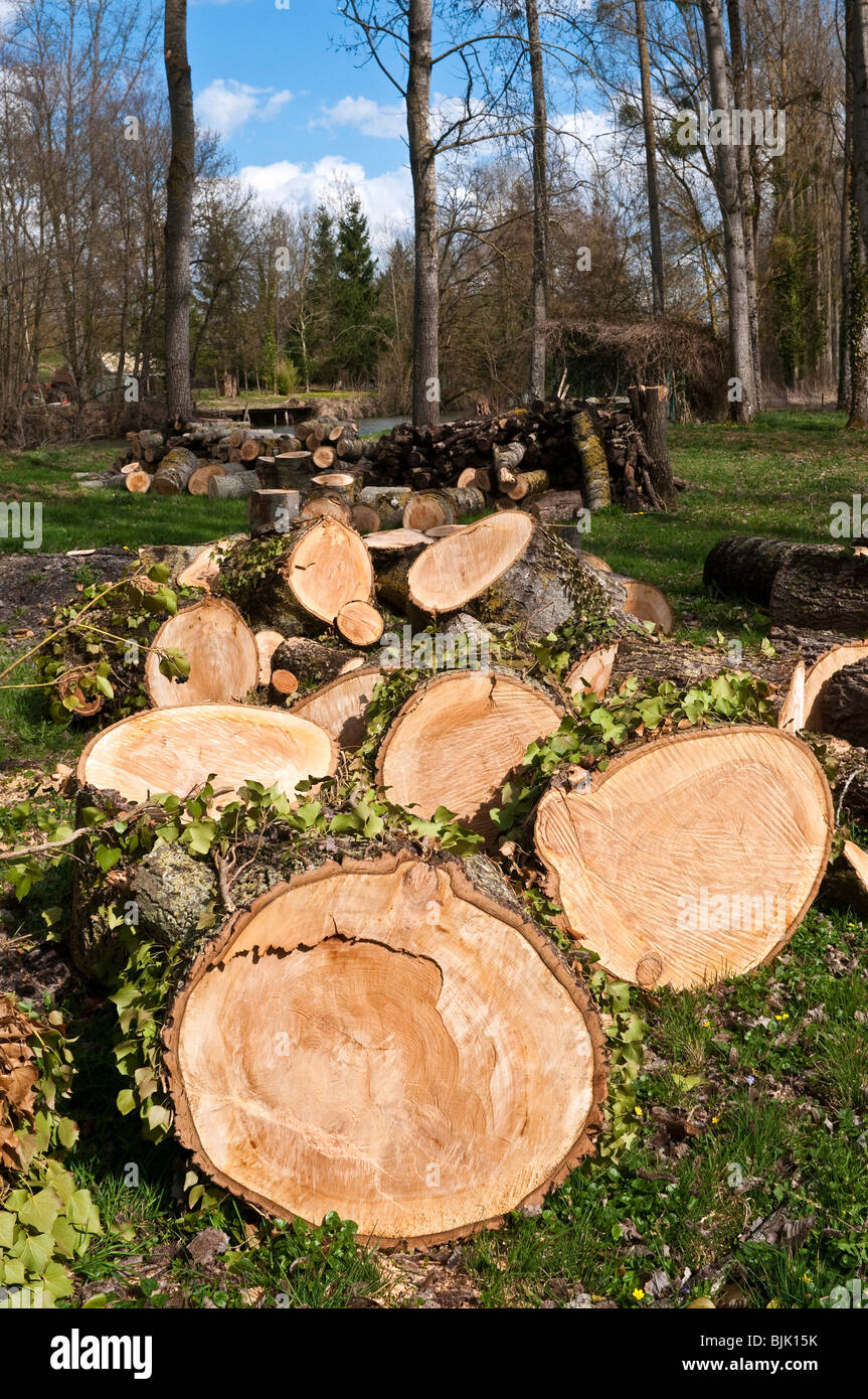 Großer Baum gesägt in Logs nach Sturmschäden - Frankreich. Stockfoto