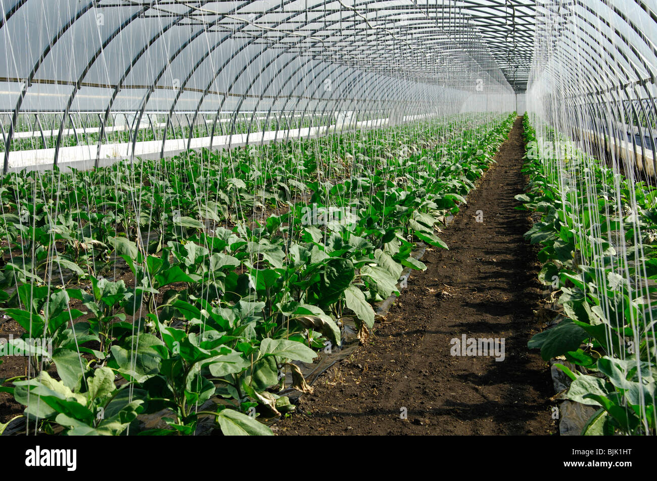 Anbau von Auberginen in einem Gewächshaus, Gemüse-Anbaugebiet der grossen Moos, Seeland, Schweiz, Europa Stockfoto