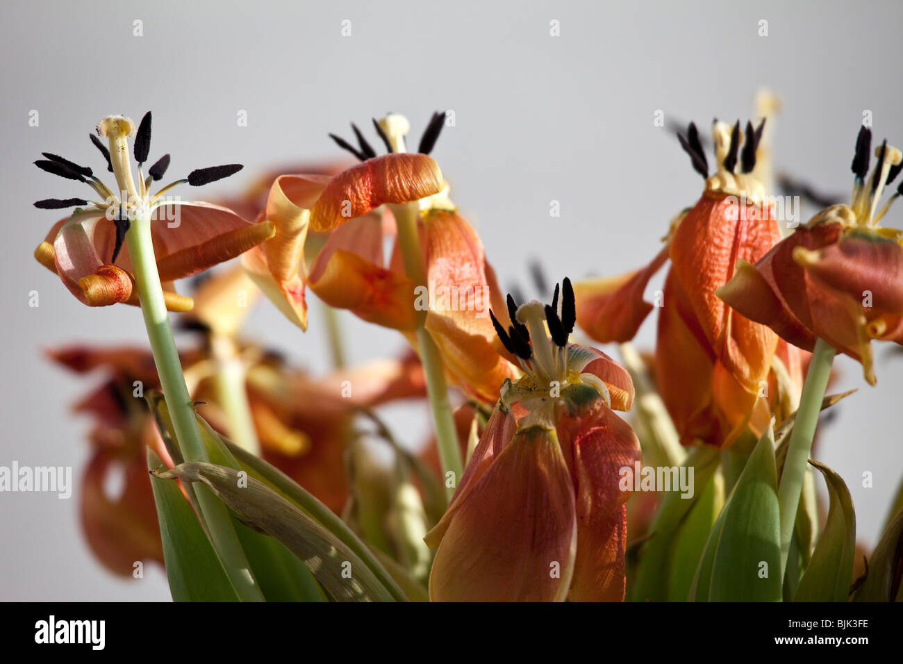 Verblasste Tulpen Stockfoto