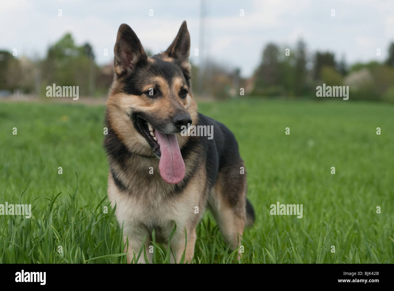 ein Shepard Stainding draußen auf dem Rasen lookin durstig Stockfoto