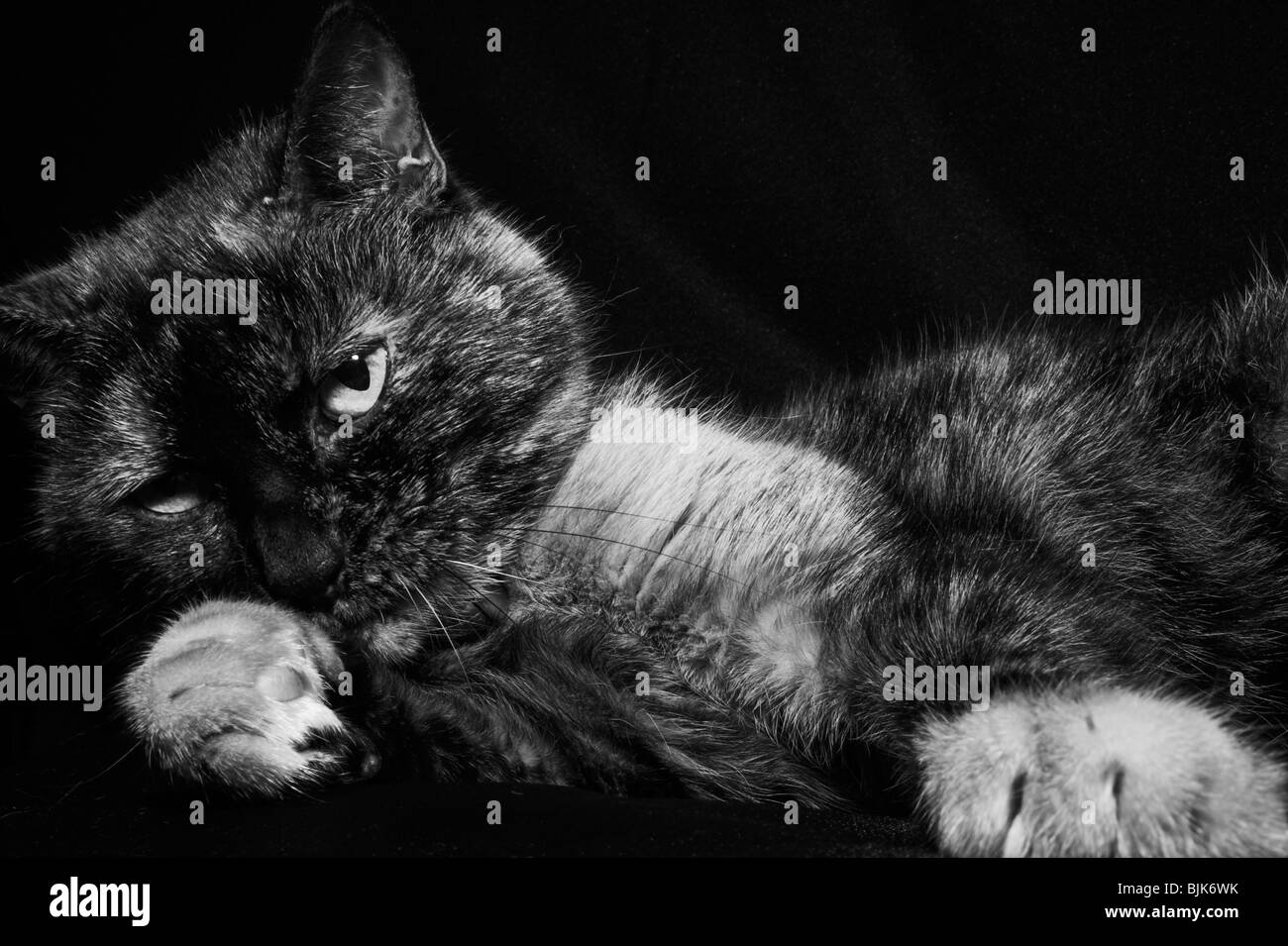 Porträt einer Katze in schwarz & weiß genommen Stockfoto