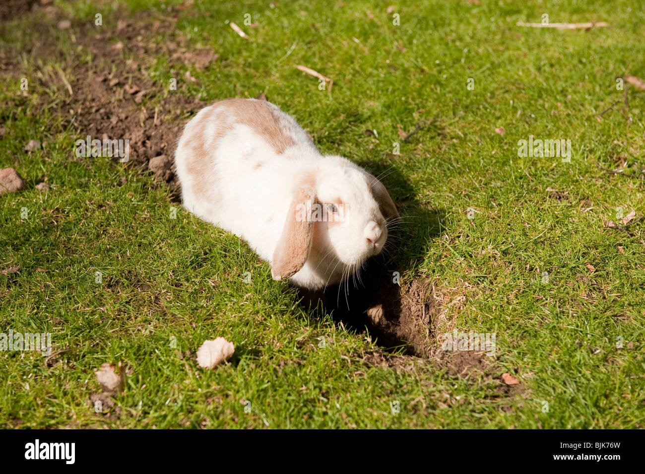 Lop eared Rabbit Loch Graben / Graben Stockfoto