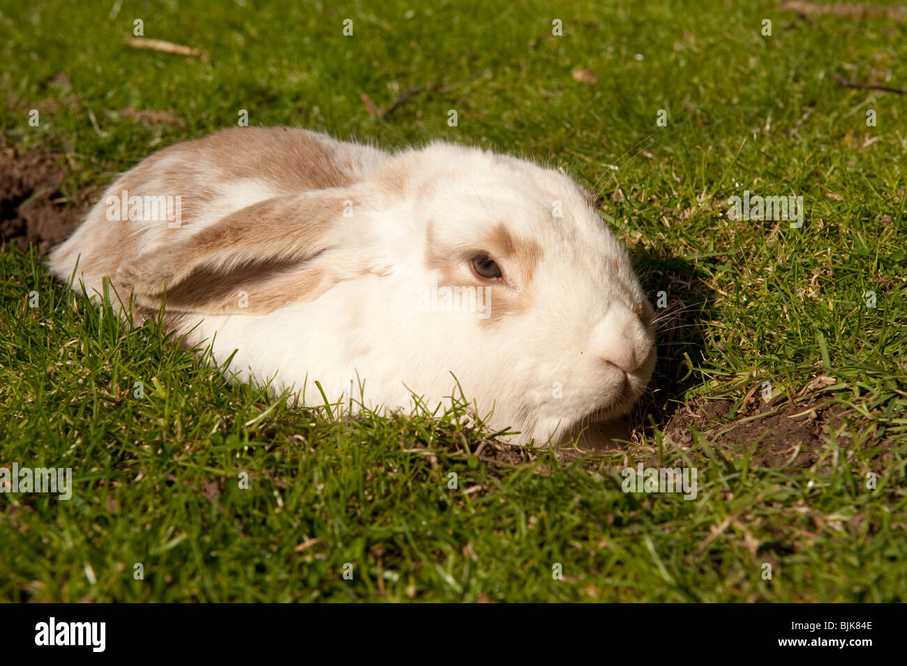 Lop eared Rabbit Loch Graben / Graben Stockfoto