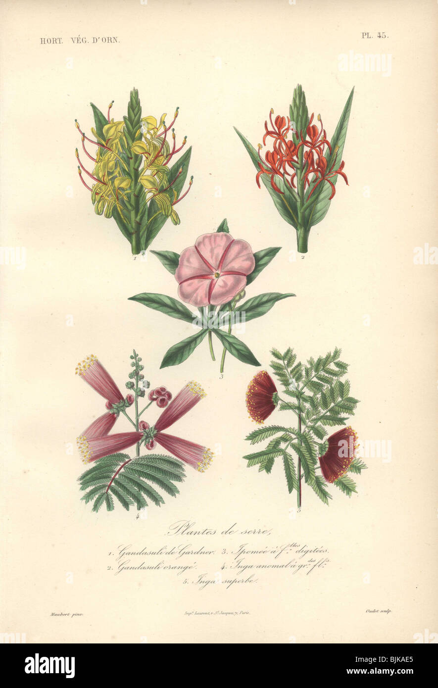 Dekorativer botanischer Druck mit Gandasuli, Morgenruhm und inga aus Herincqs 'Regne Vegetal' (1865). Stockfoto