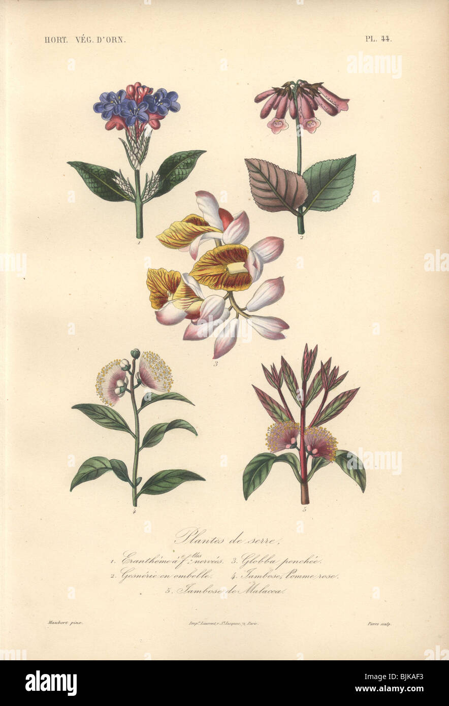 Dekorativer botanischer Druck mit Eranthemum, Gesneria, globba und Jambose aus Herincqs 'Regne Vegetal' (1865). Stockfoto