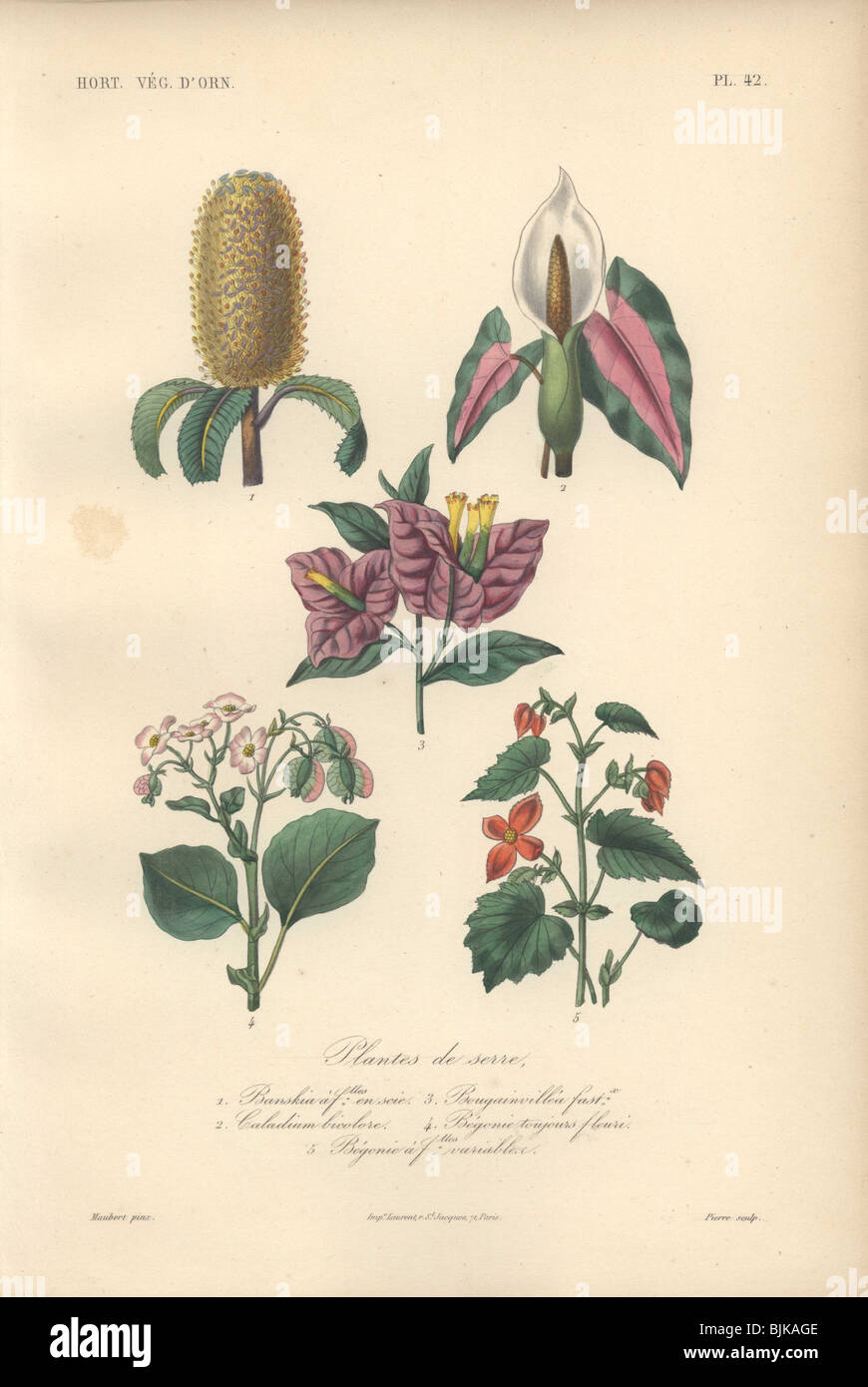 Dekorativer botanischer Druck mit Banksia, Caladium, Bougainvillea und Begonia aus Herincqs 'Regne Vegetal' (1865). Stockfoto