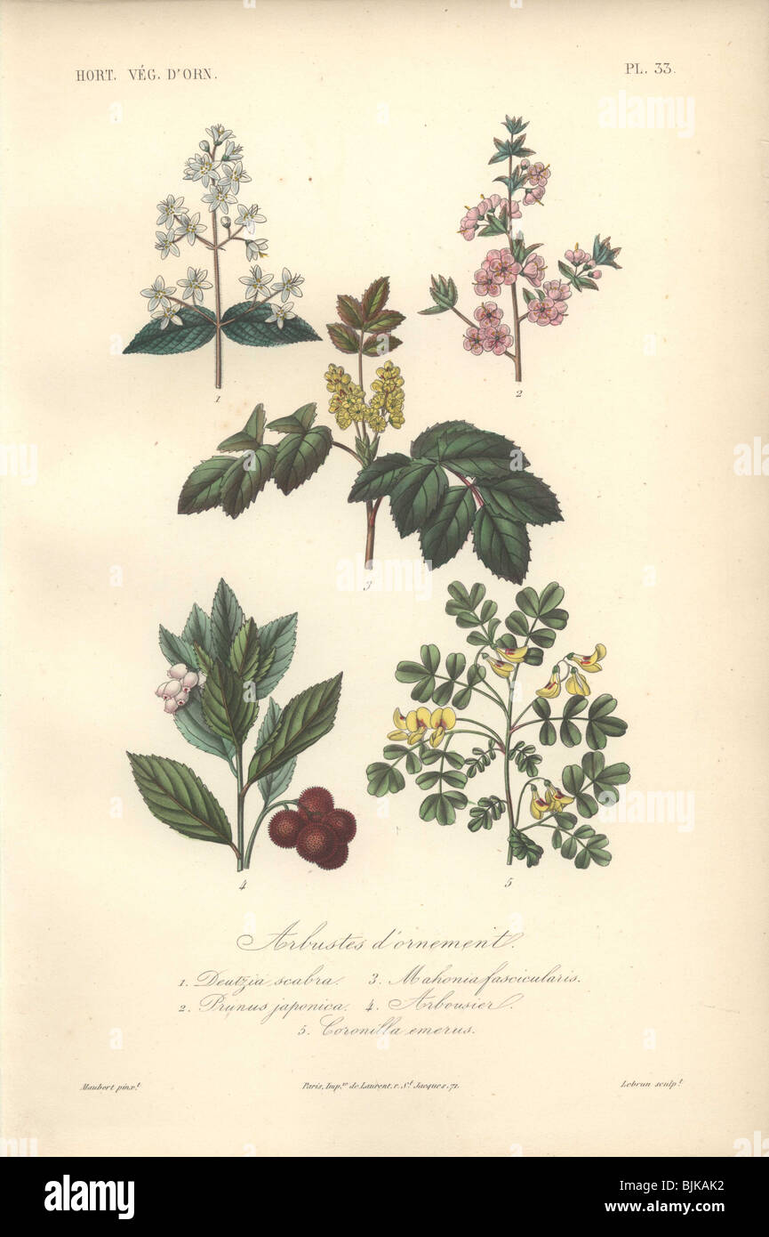 Dekorative botanischen Drucken mit Deutzie, Mandel, Mahonia und Coronilla aus Herincqs "Regne Vegetal" (1865). Stockfoto