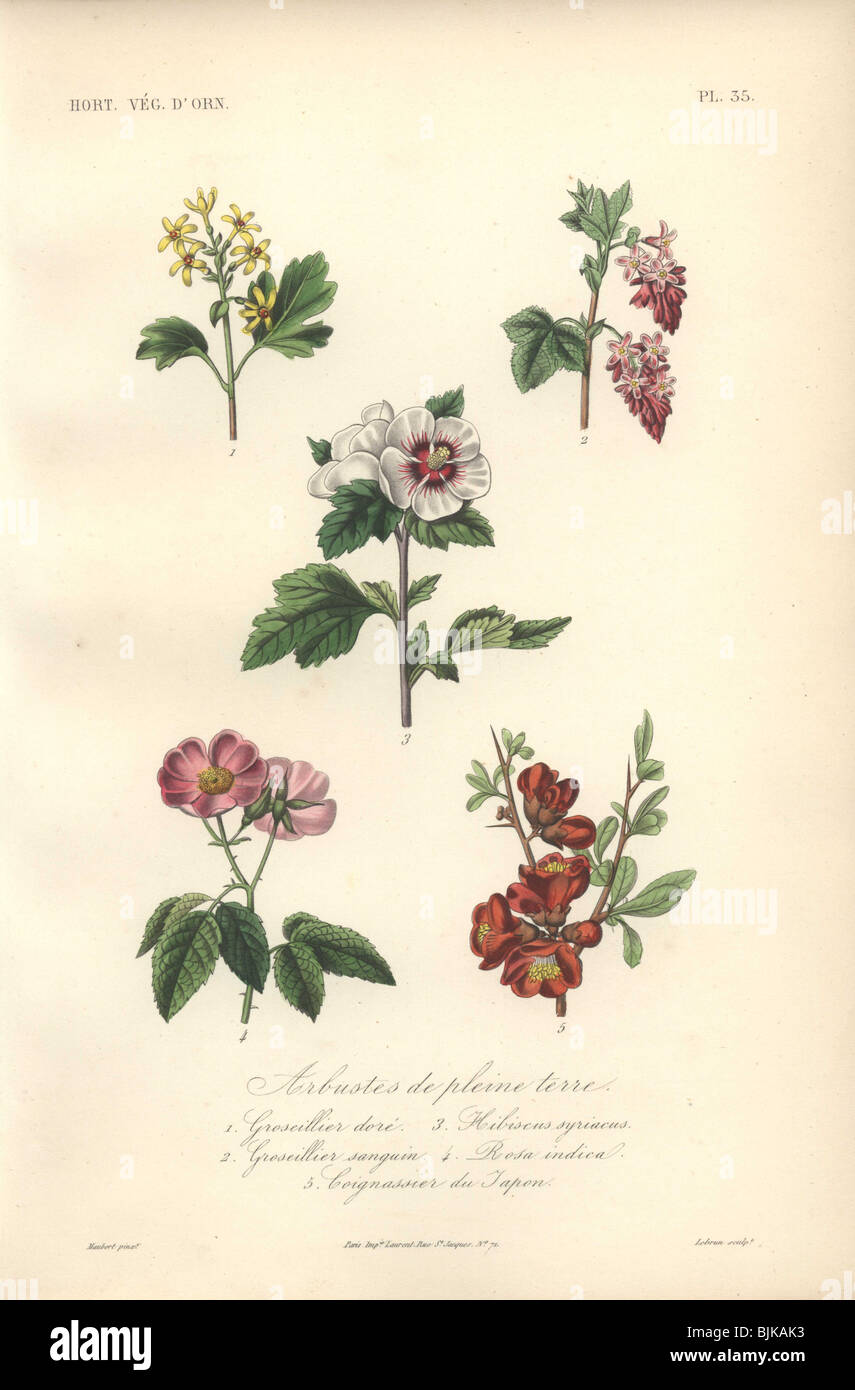 Dekorativer botanischer Druck mit Hibiskus, Rose, japanischer Quitte und Beeren aus Herincqs 'Regne Vegetal' (1865). Stockfoto