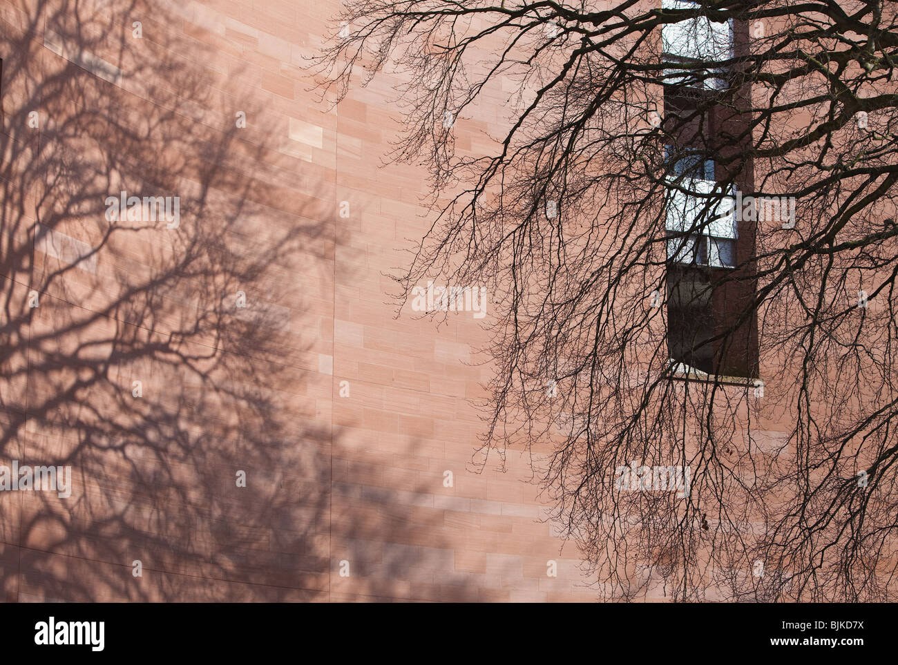 Äste eines Baumes vor neuen Gebäude-Höhe Stockfoto