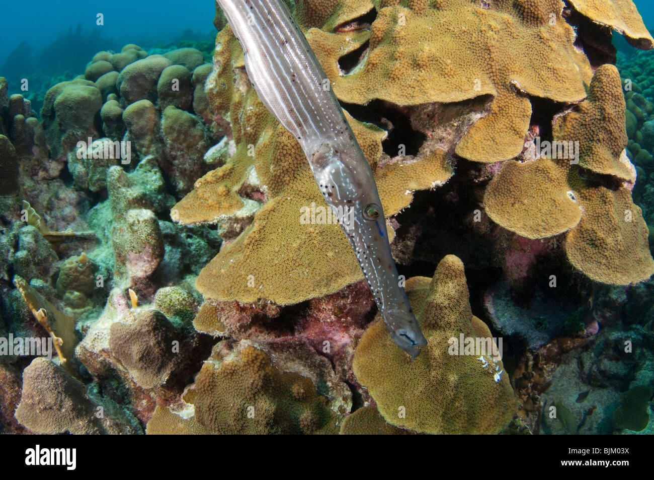 Ein Trumpetfish schwimmt durch das Wasser rund um die Insel Bonaire. Stockfoto