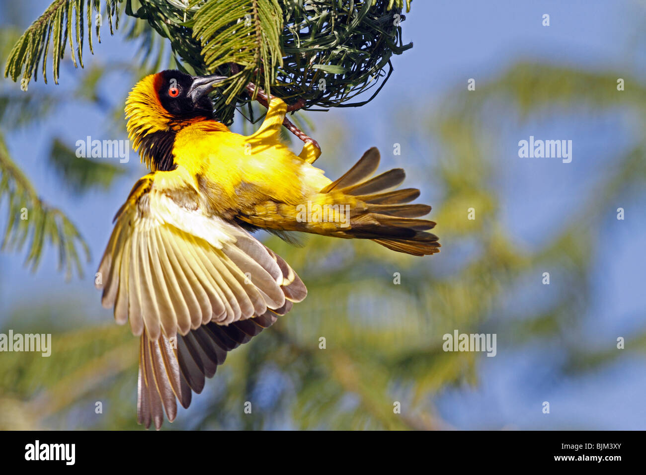 Webervogel (meisten) in der Masai Mara, Kenia, Afrika Stockfoto