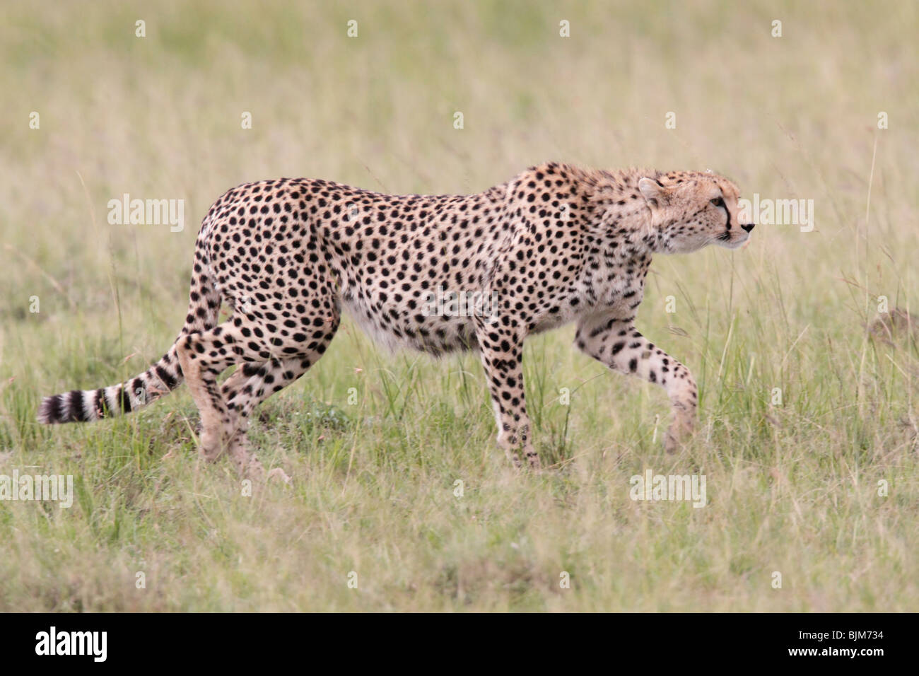 Gepard stalking in der Masai Mara Reserve von Kenia Stockfoto