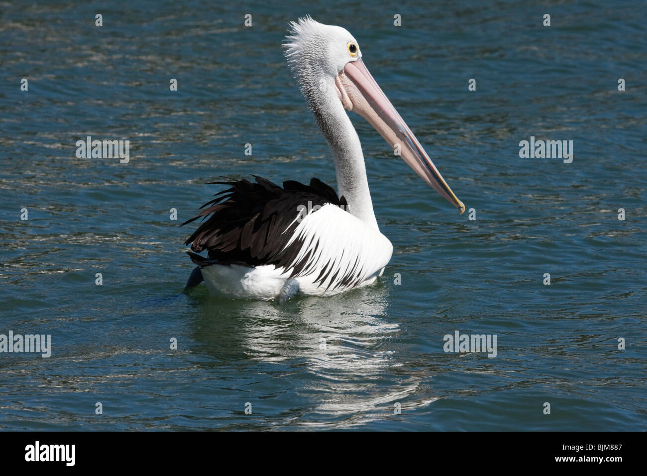 Pelikan im Wasser Stockfoto