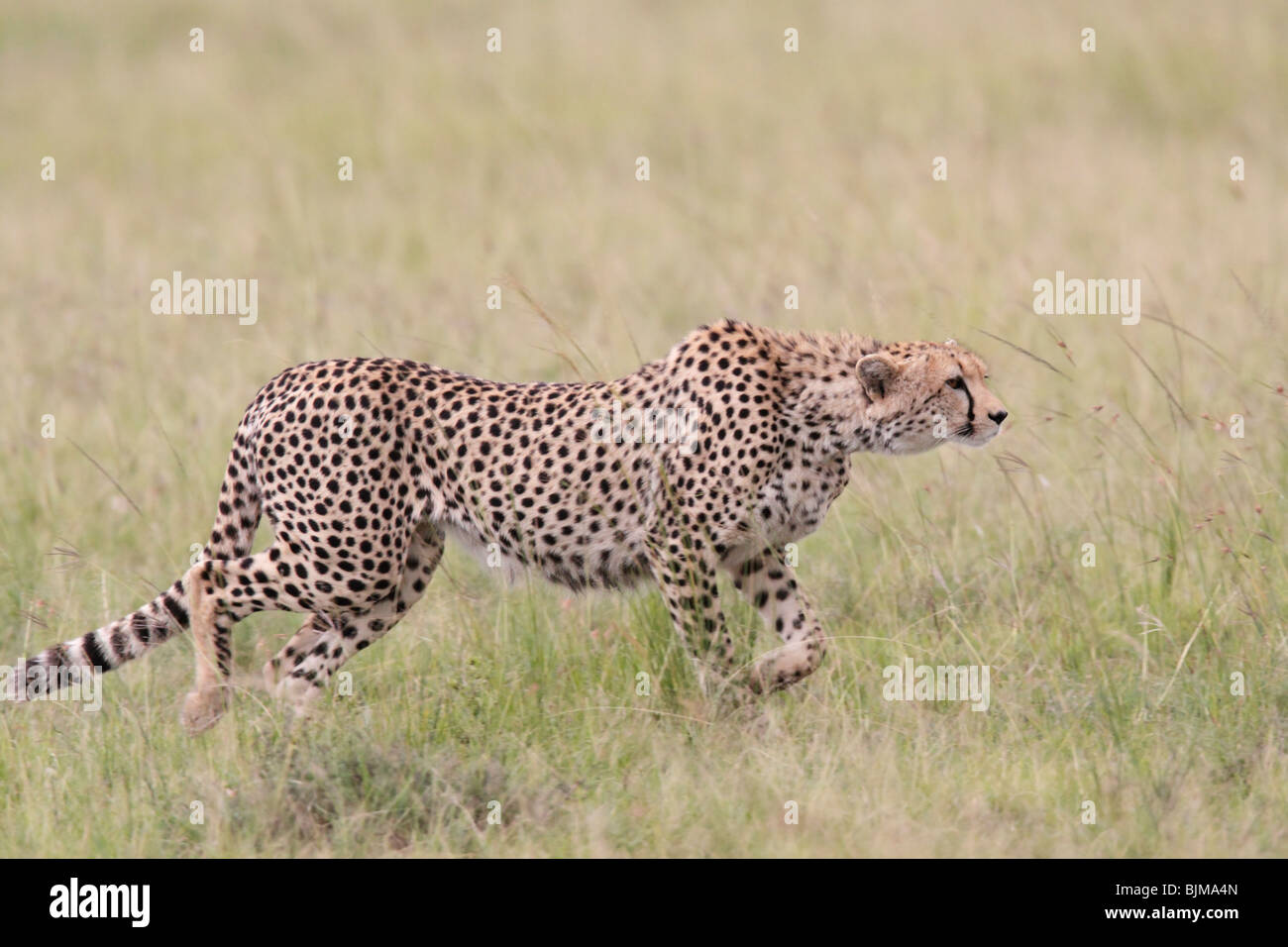 weibliche Gepard stalking in Kenia Stockfoto