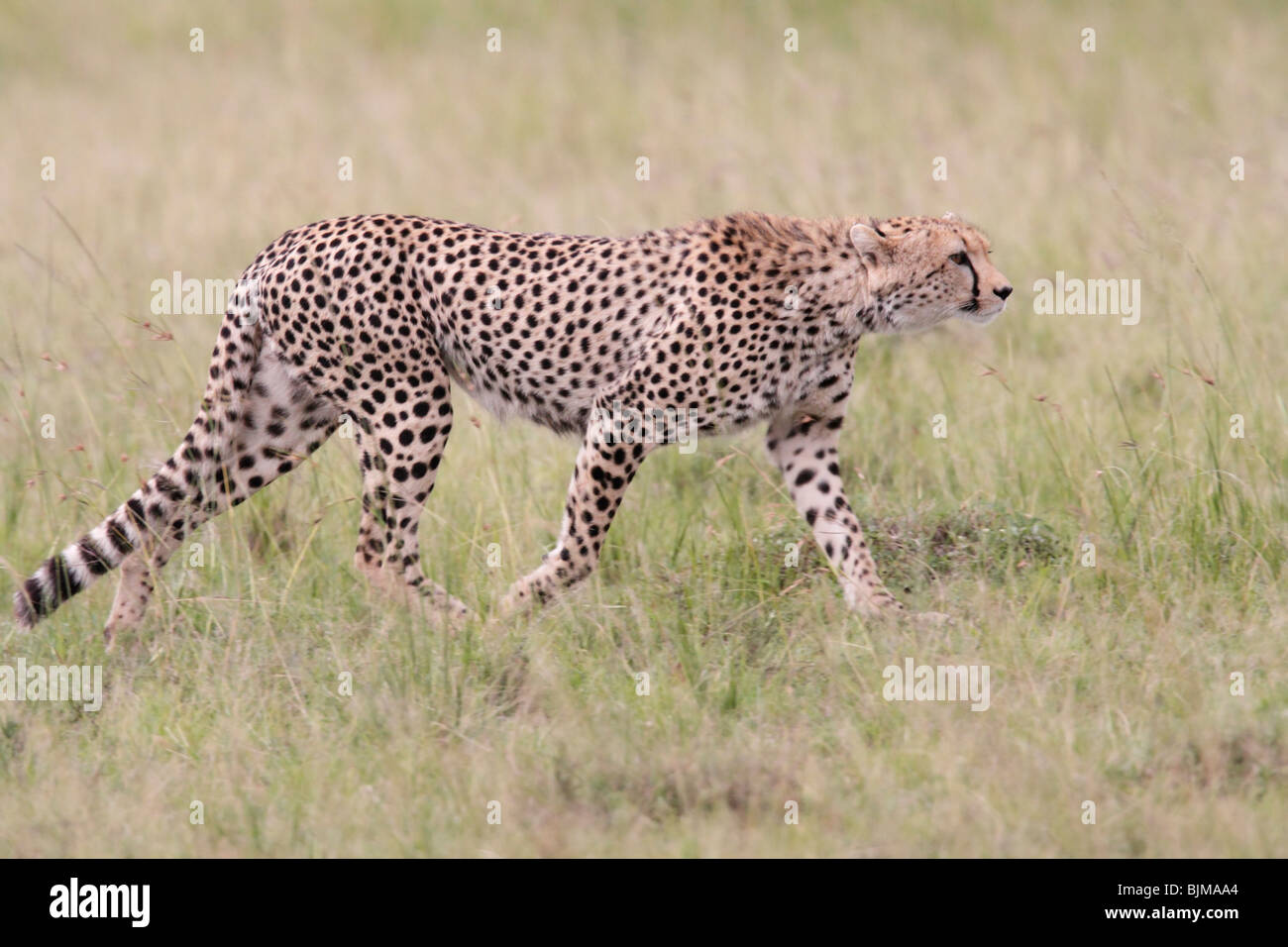 Weibliche Geparden jagen in Kenia ab Stockfoto
