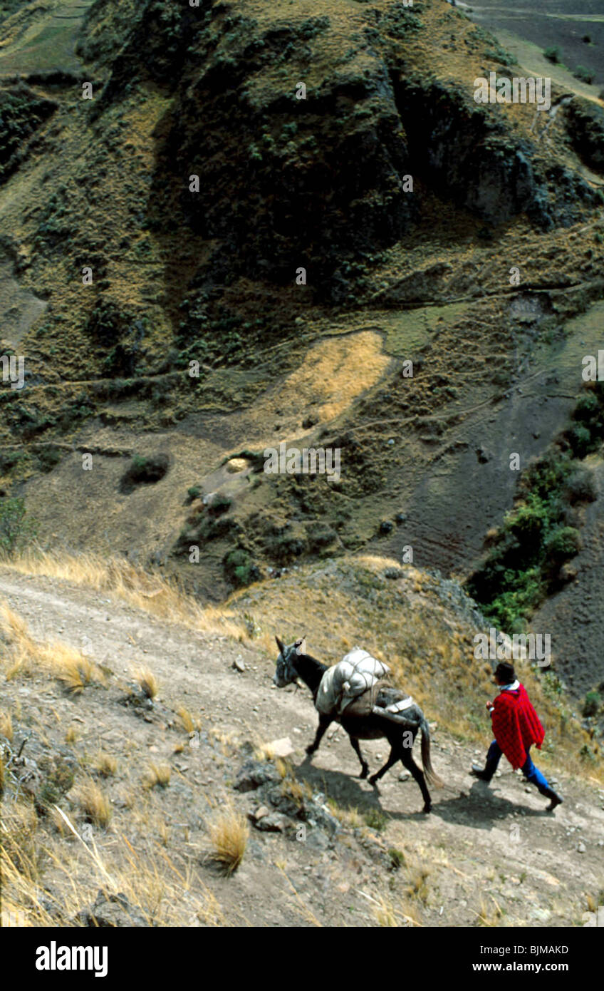 ECUADOR einheimische QUECHUA tragen waren auf ein Lama IN der