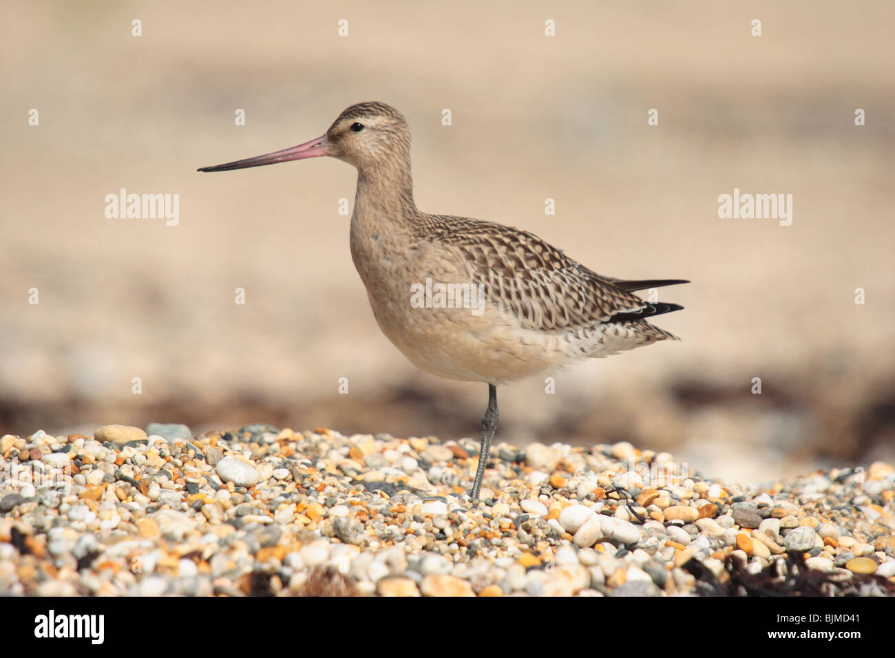 Bar tailed Uferschnepfe. Limosa Lapponica. auf Schindel Penzance Cornwall. Stockfoto