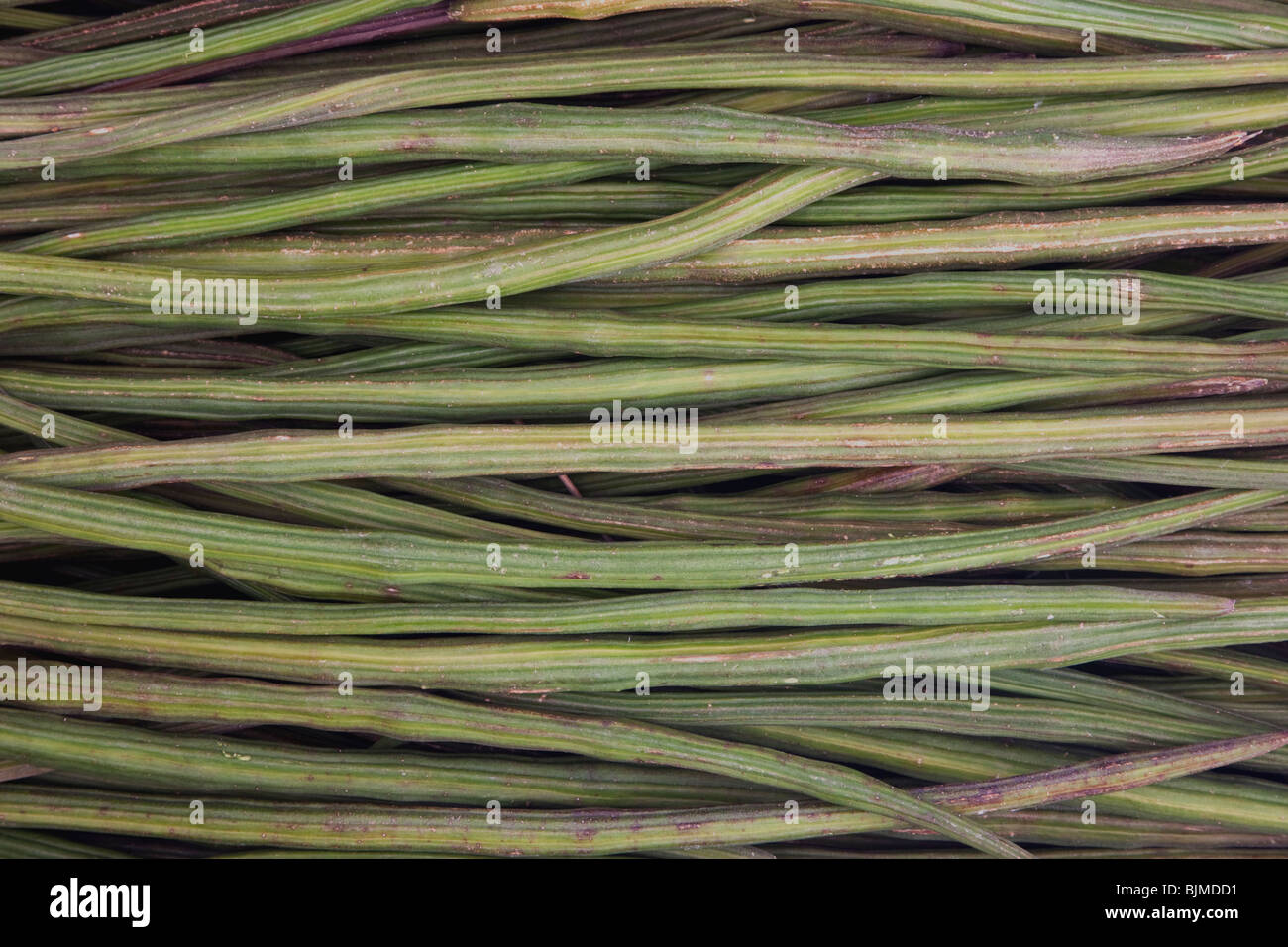 Moringa "Moringa Oleifera" geerntet Samenkapseln. Stockfoto