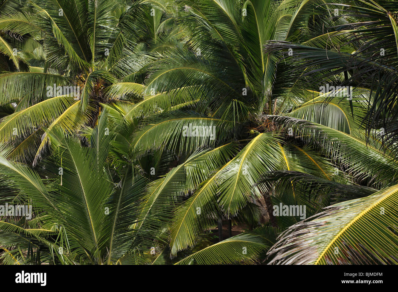 Kokospalmen, Kerala, Indien, Asien Stockfoto