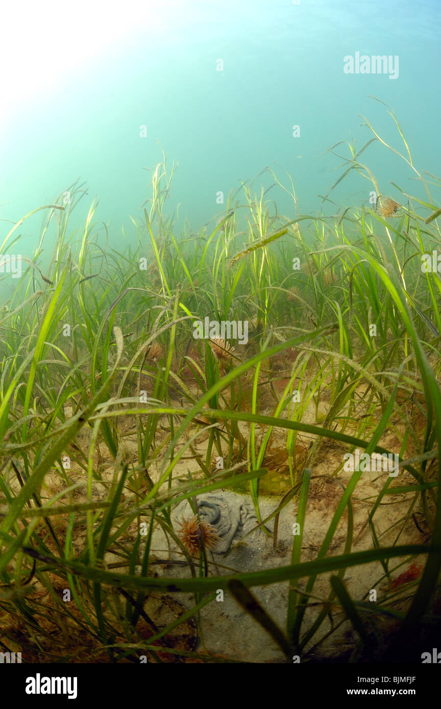 Seegras Zostera Marina. Studland Bucht Dorset. Stockfoto