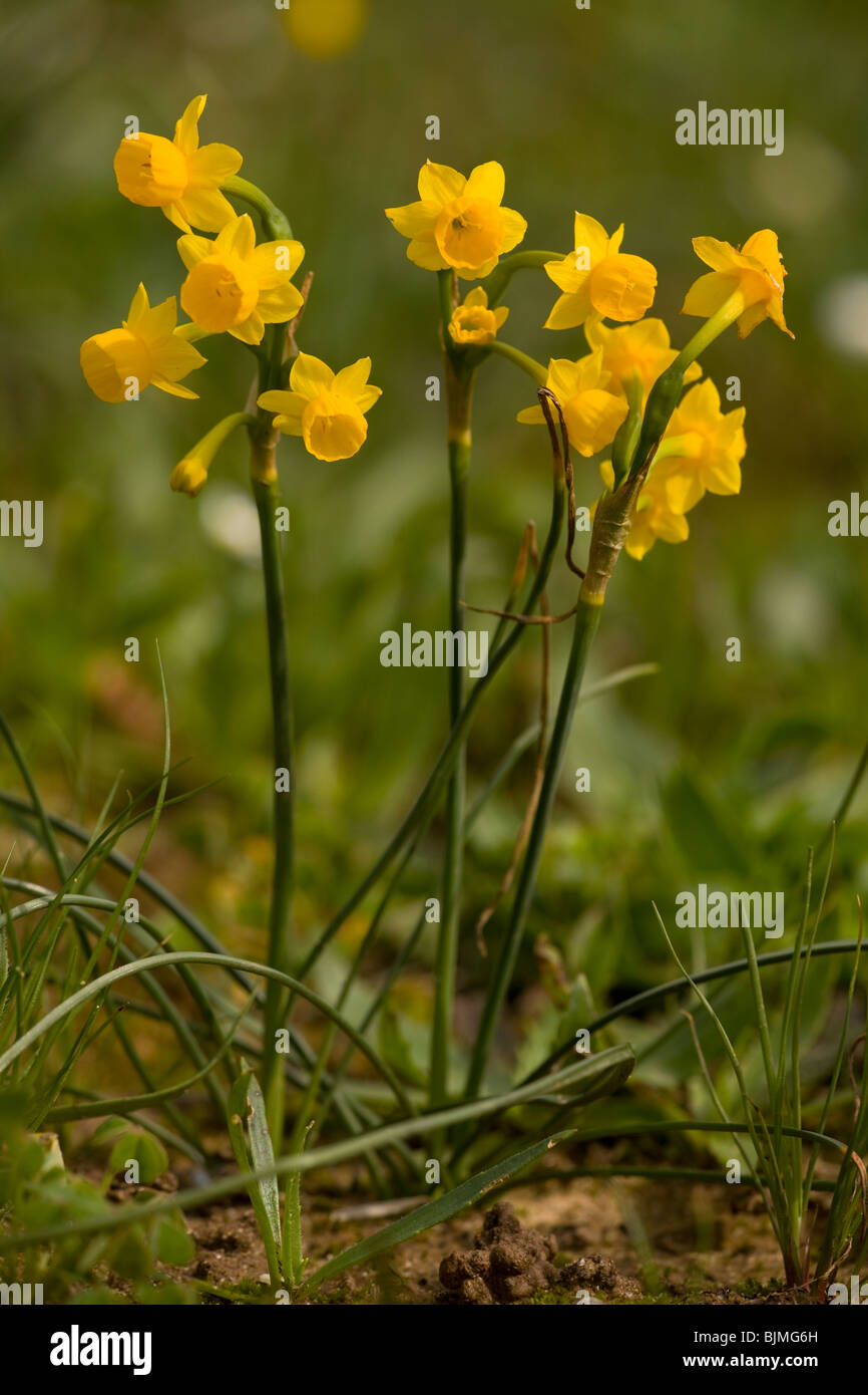 Jonquil Narzisse, Narcissus Jonquilla auf sumpfigen Gebiet, Algarve, Portugal. Stockfoto