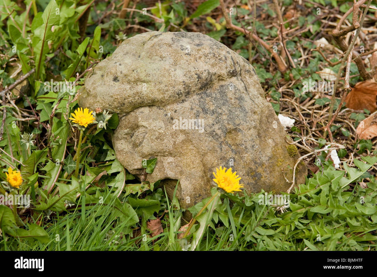 Stein geschnitzten Kopf aus großen Pest verwendet, um Münzen in Mund sterilisieren Stockfoto