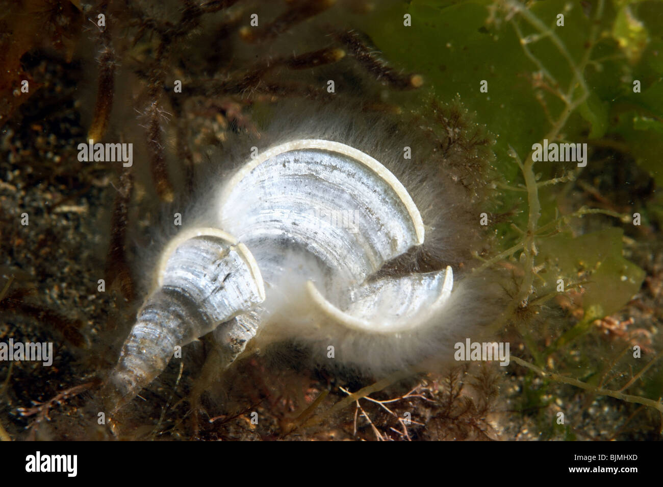 Pfauen Rute Unkraut. Padina Pavonia. Planschbecken Kimmeridge Bucht, Dorset. Juni. Stockfoto