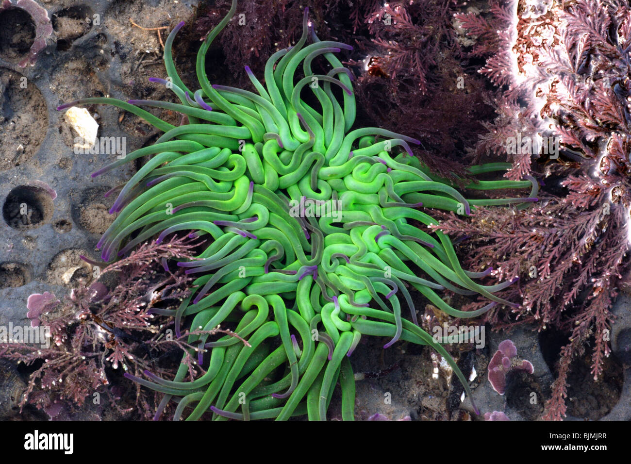 Snakelocks Anemone Anemonia Viridis, Rockpool, Lyme Regis, Dorset. Dezember 2007. Stockfoto