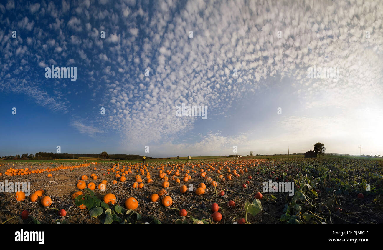 Geerntete Kürbisse in einem Kürbis Feld mit flauschigen Wolken Stockfoto