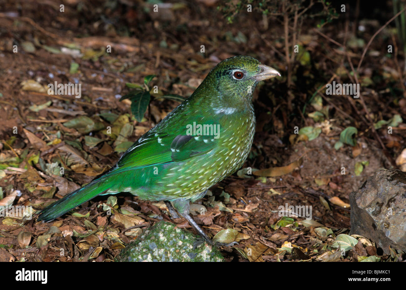 Grün Catbird (Ailuroedus Crassirostris) auf Boden, Lamington Nationalpark, Queensland, Australien Stockfoto