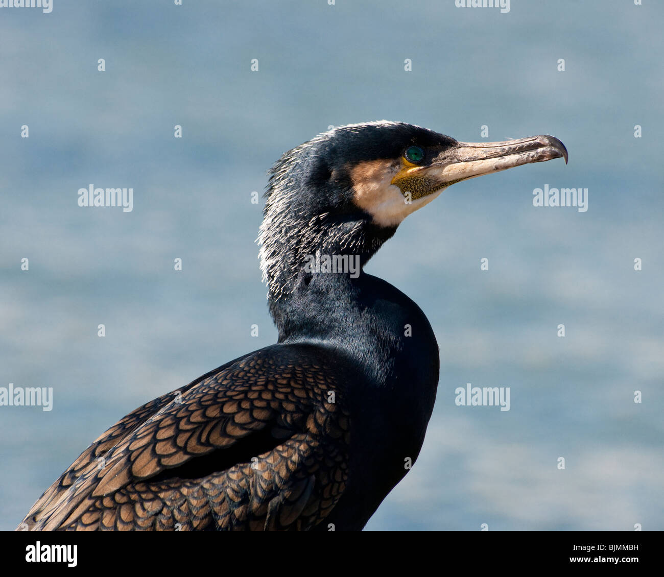 Ein Kormoran in der Zucht Gefieder gelegen am Rande der Bristol Docks Stockfoto