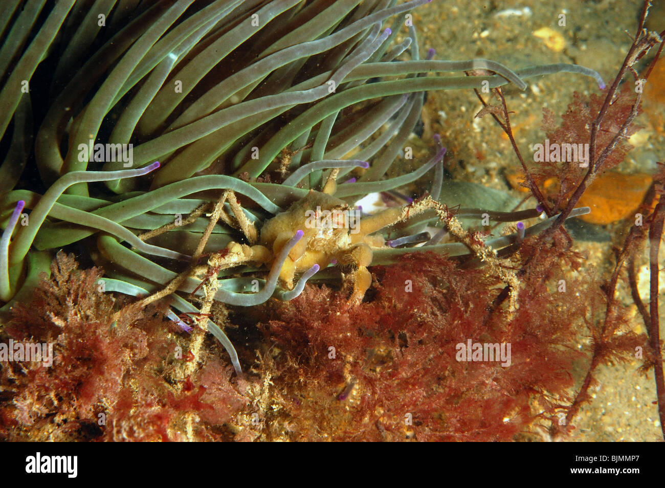 Seespinnen. Inachos Phalangium. Mit Snakelocks Anemone, Anemonia Viridis. Swanage Pier, Dorset. Oktober. Stockfoto